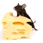 Mouse on Cheese